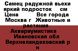 Самец радужной вьехи яркий подросток 15 см › Цена ­ 350 - Все города, Москва г. Животные и растения » Аквариумистика   . Ивановская обл.,Верхнеландеховский р-н